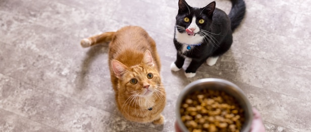 Two cats looking up at a bowl of cat food