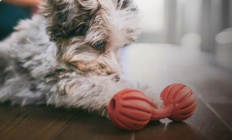 Un cucciolo bianco e nero che guarda un giocattolo