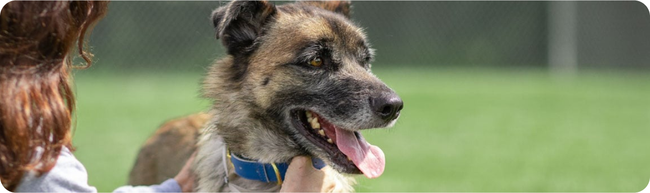 una donna accarezza un cane