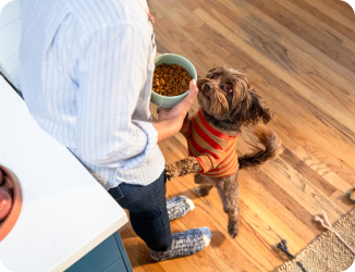 A dog in an orange sweater standing on its hind legs against its owner, who is holding a bowl of dog food