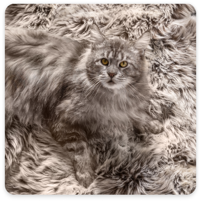 Un gatto grigio siede su un tappeto dello stesso grigio