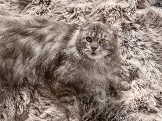 Un gatto grigio siede su un tappeto dello stesso grigio