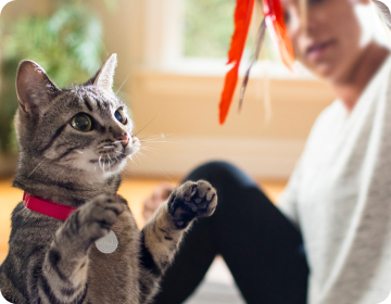 proprietaria gioca con il suo gatto