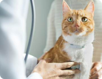Un veterinario esamina un gatto marrone