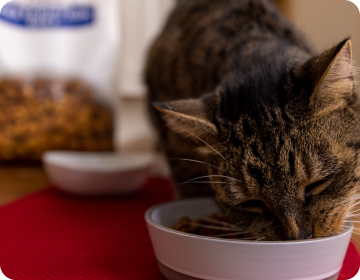 Un piccolo gatto mangia cibo per gatti da una ciotola