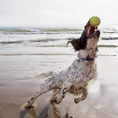 cane sulla spiaggia che gioca con una palla