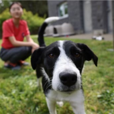 cane all'aperto vicino ad una ragazza