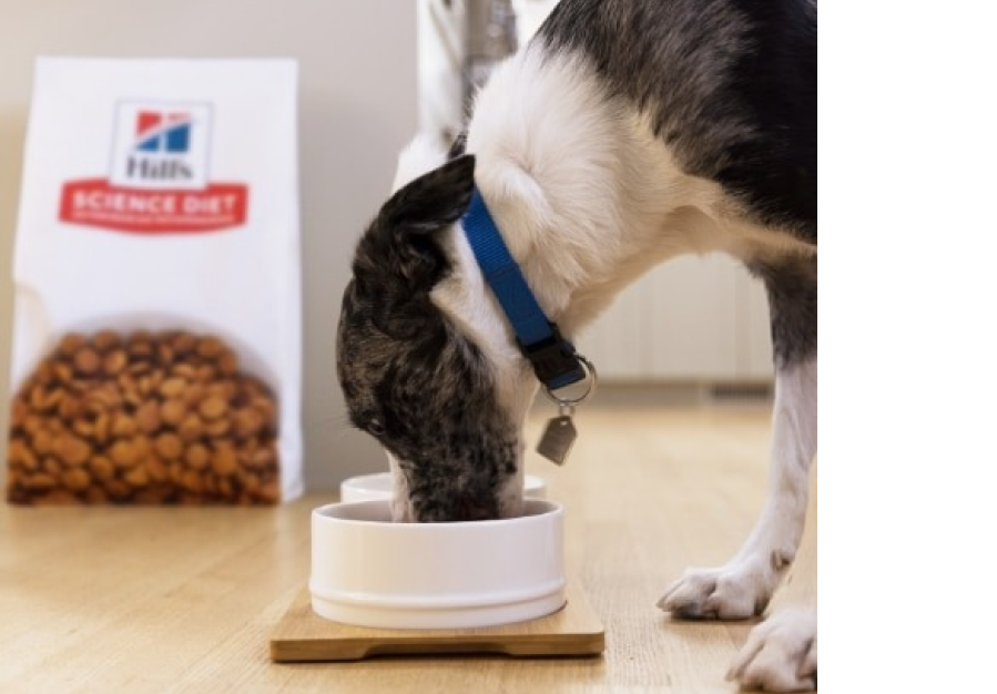 un cane mangia alimenti per cani Hill's Science Plan d auna ciotola