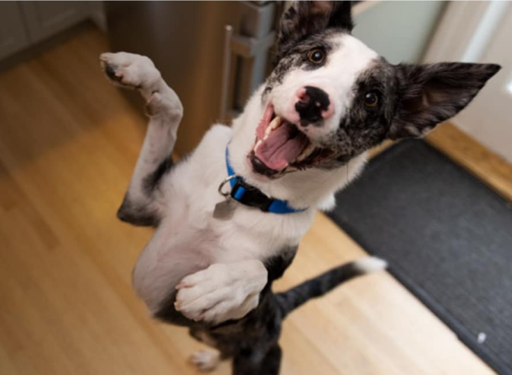 un cane salta con gioia