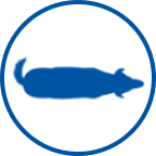 icona cane sovrappeso