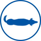 icona cane in salute